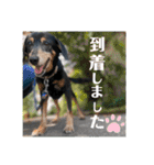 ティガくんの1日（個別スタンプ：19）