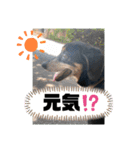 ティガくんの1日（個別スタンプ：31）