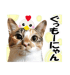 ゆかいなにゃんこ6★友達との日常会話★（個別スタンプ：1）