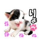 ゆかいなにゃんこ6★友達との日常会話★（個別スタンプ：2）