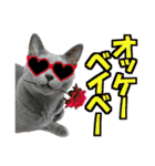 ゆかいなにゃんこ6★友達との日常会話★（個別スタンプ：3）
