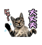ゆかいなにゃんこ6★友達との日常会話★（個別スタンプ：4）