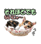 ゆかいなにゃんこ6★友達との日常会話★（個別スタンプ：5）