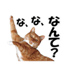 ゆかいなにゃんこ6★友達との日常会話★（個別スタンプ：6）