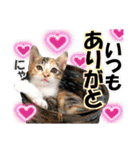 ゆかいなにゃんこ6★友達との日常会話★（個別スタンプ：7）