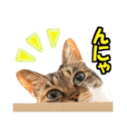 ゆかいなにゃんこ6★友達との日常会話★（個別スタンプ：8）