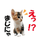 ゆかいなにゃんこ6★友達との日常会話★（個別スタンプ：9）