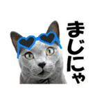 ゆかいなにゃんこ6★友達との日常会話★（個別スタンプ：10）