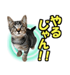ゆかいなにゃんこ6★友達との日常会話★（個別スタンプ：11）