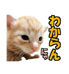 ゆかいなにゃんこ6★友達との日常会話★（個別スタンプ：14）