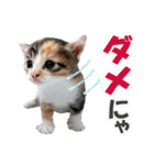 ゆかいなにゃんこ6★友達との日常会話★（個別スタンプ：16）