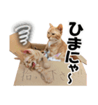 ゆかいなにゃんこ6★友達との日常会話★（個別スタンプ：17）