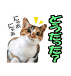 ゆかいなにゃんこ6★友達との日常会話★（個別スタンプ：18）