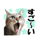 ゆかいなにゃんこ6★友達との日常会話★（個別スタンプ：19）