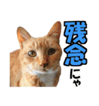 ゆかいなにゃんこ6★友達との日常会話★（個別スタンプ：20）