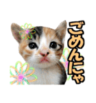 ゆかいなにゃんこ6★友達との日常会話★（個別スタンプ：21）