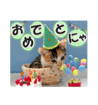 ゆかいなにゃんこ6★友達との日常会話★（個別スタンプ：24）