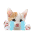 ゆかいなにゃんこ6★友達との日常会話★（個別スタンプ：26）