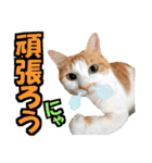 ゆかいなにゃんこ6★友達との日常会話★（個別スタンプ：30）