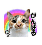 ゆかいなにゃんこ6★友達との日常会話★（個別スタンプ：32）