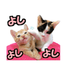 ゆかいなにゃんこ6★友達との日常会話★（個別スタンプ：33）
