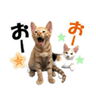 ゆかいなにゃんこ6★友達との日常会話★（個別スタンプ：34）