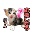 ゆかいなにゃんこ6★友達との日常会話★（個別スタンプ：35）