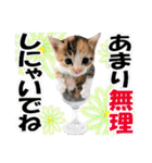 ゆかいなにゃんこ6★友達との日常会話★（個別スタンプ：37）