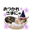ゆかいなにゃんこ6★友達との日常会話★（個別スタンプ：38）