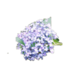 紫陽花あじさい花六月綺麗な華（個別スタンプ：5）