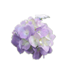 紫陽花あじさい花六月綺麗な華（個別スタンプ：17）