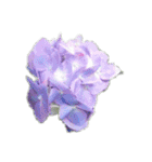 紫陽花あじさい花六月綺麗な華（個別スタンプ：18）