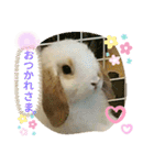 うさりおスタンプ2（個別スタンプ：5）