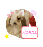 うさりおスタンプ2（個別スタンプ：12）