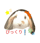 うさりおスタンプ2（個別スタンプ：13）