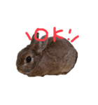 うさぎのひなちゃん（個別スタンプ：2）