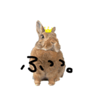 うさぎのひなちゃん（個別スタンプ：3）