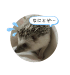 ハリネズミのこゆき（個別スタンプ：2）