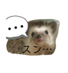 ハリネズミのこゆき（個別スタンプ：6）