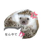 ハリネズミのこゆき（個別スタンプ：8）
