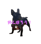 フレンチブルドッグ こてつくん（個別スタンプ：7）