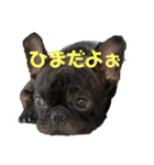 フレンチブルドッグ こてつくん（個別スタンプ：10）