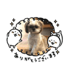 bell ＆ Bell（個別スタンプ：16）