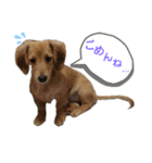I am みいなdog.（個別スタンプ：2）