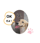 I am みいなdog.（個別スタンプ：3）