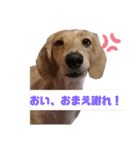 I am みいなdog.（個別スタンプ：7）