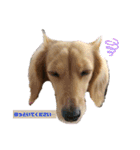 I am みいなdog.（個別スタンプ：8）