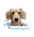 I am みいなdog.（個別スタンプ：9）