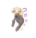 I am みいなdog.（個別スタンプ：10）