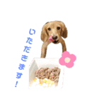 I am みいなdog.（個別スタンプ：12）